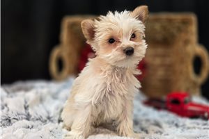 Bennett - puppy for sale