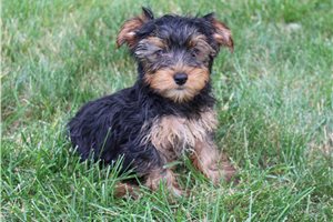 Babette - Yorkshire Terrier - Yorkie for sale