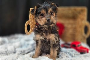 Beau - Yorkshire Terrier - Yorkie for sale