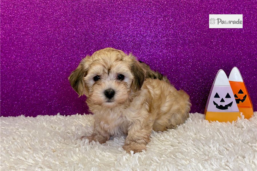 Artemis - Havanese for sale
