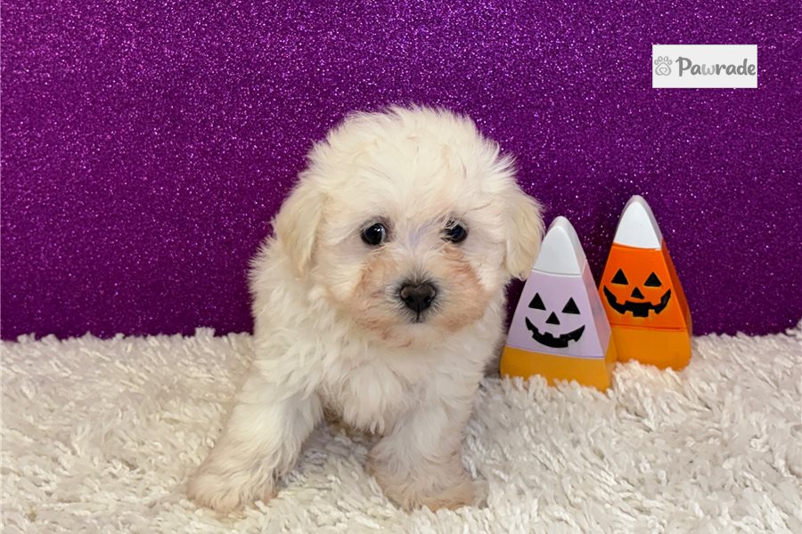 Apple - Havanese for sale