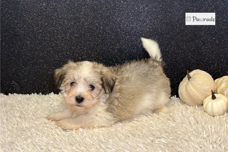 Gohan, male Havanese puppy for sale