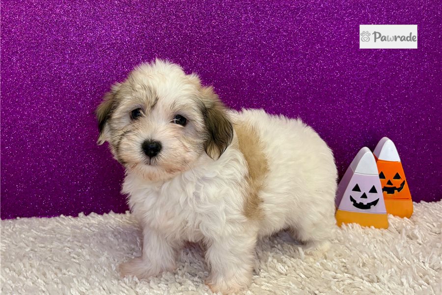 Allison - Havanese for sale