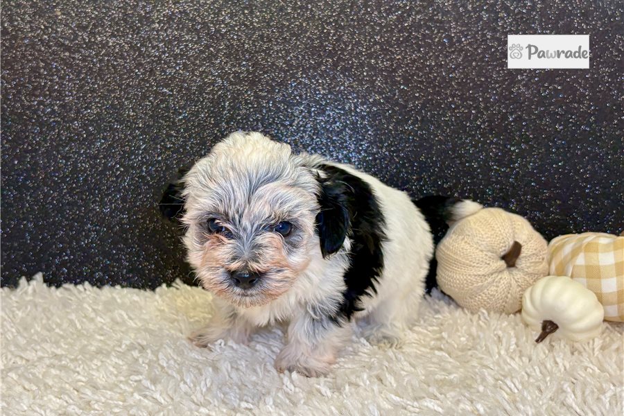 Genevieve, female Havanese puppy for sale