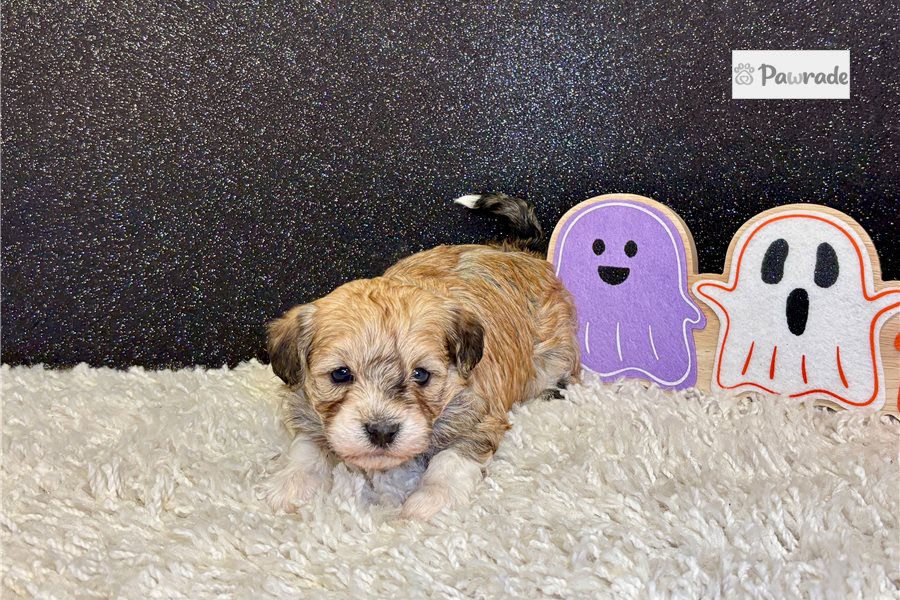 Erica, female Havanese puppy for sale