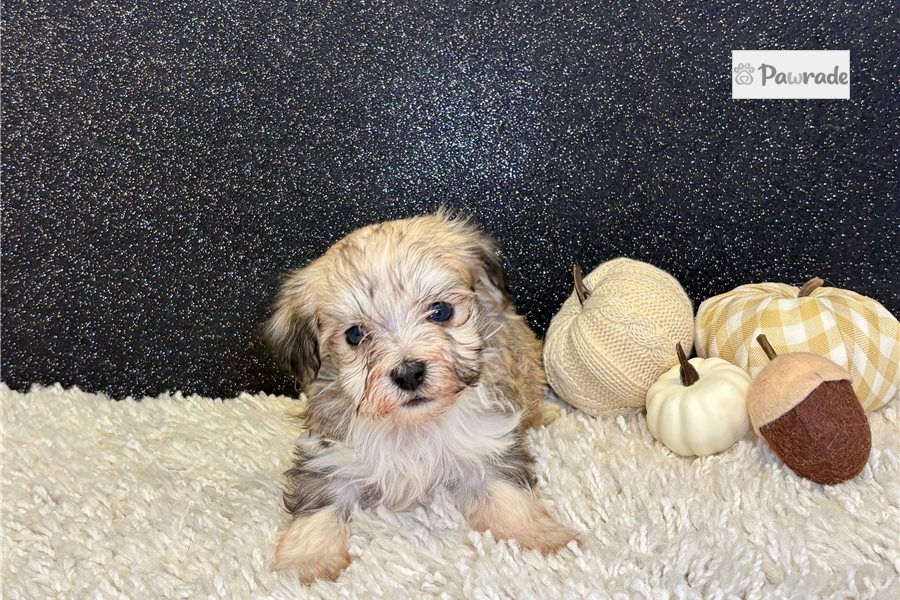 Gregor - Havanese for sale