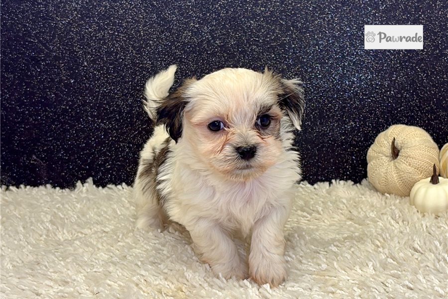 Gweneth, female Havanese puppy for sale