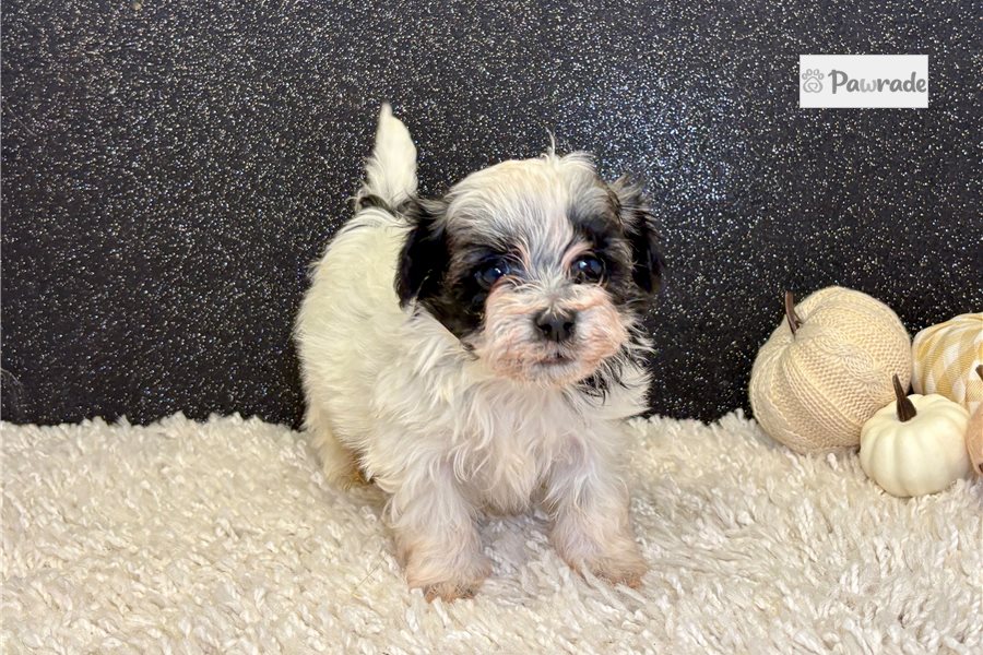 Gabriel - Havanese for sale