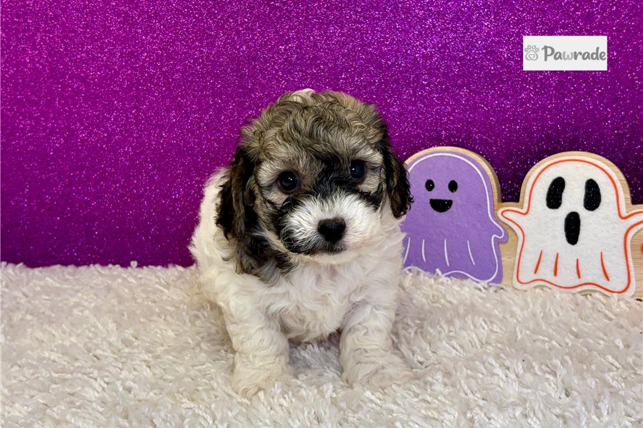 Zara, female Havapoo puppy for sale