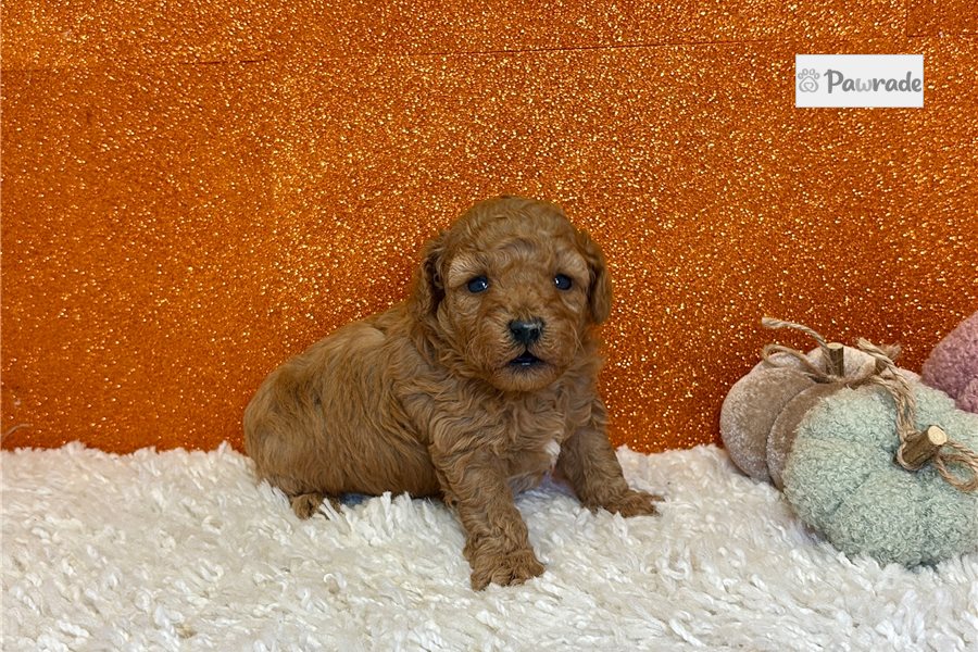 Figaro - Toy Poodle for sale