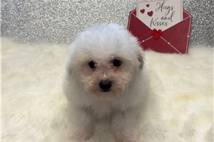 Catelyn - Bich-Poo - Bichpoo for sale