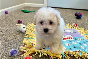 Catia - puppy for sale