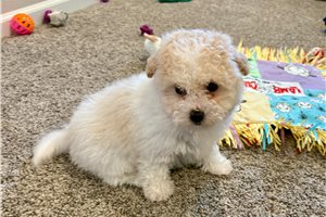 Cece - puppy for sale