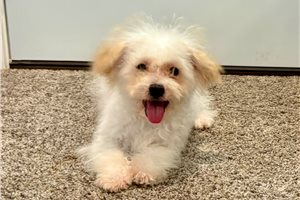 Cece - Bich-Poo - Bichpoo for sale