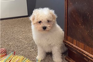 Cisko - puppy for sale