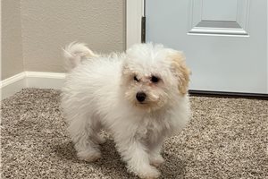 Catelyn - Bich-Poo - Bichpoo for sale