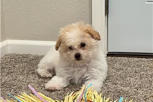 Cece - Bich-Poo - Bichpoo for sale