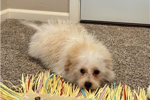 Cece - Bich-Poo - Bichpoo for sale