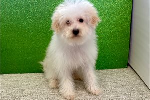 Cisko - Bich-Poo - Bichpoo for sale