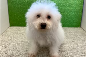 Catelyn - Bich-Poo - Bichpoo for sale