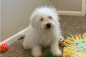 Catelyn - Bich-Poo - Bichpoo for sale