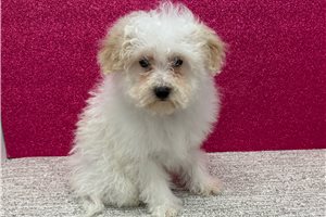 Cisko - Bich-Poo - Bichpoo for sale