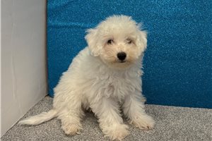 Merry - Bichon Frise for sale