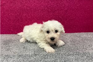 Memphis - Bichon Frise for sale