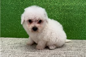 Bella - Bichon Frise for sale