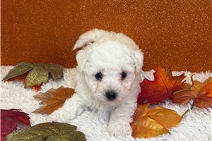 Wendi - Bichon Frise for sale