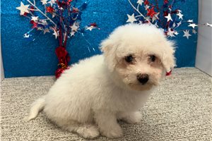 Benjamin - Bichon Frise for sale