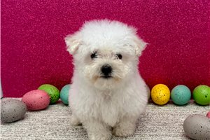 Blush - Bichon Frise for sale