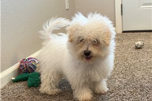 Bloom - Bichon Frise for sale