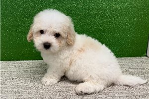 Murphy - Bichon Frise for sale