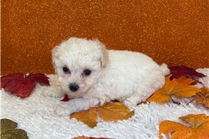 Wren - Bichon Frise for sale