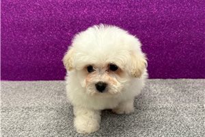 Wynette - Bichon Frise for sale