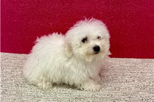 Blush - Bichon Frise for sale