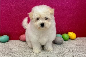 Blossom - Bichon Frise for sale