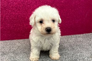 Marcus - puppy for sale
