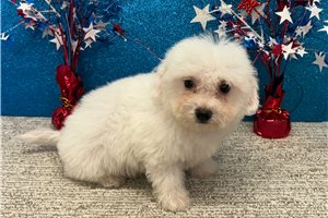Bennett - Bichon Frise for sale