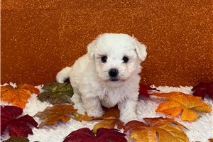 Walter - Bichon Frise for sale