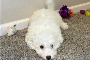 Mincus - puppy for sale