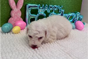 Benjamin - Bichon Frise for sale