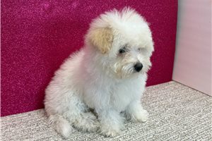 Blossom - Bichon Frise for sale
