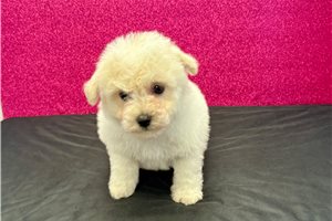 Bill - puppy for sale