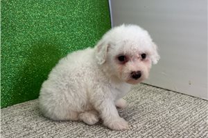 Benjamin - Bichon Frise for sale