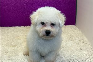 Wyatt - Bichon Frise for sale