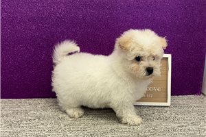 Blossom - Bichon Frise for sale