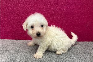 Matthew - Bichon Frise for sale