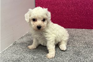 Melanie - puppy for sale